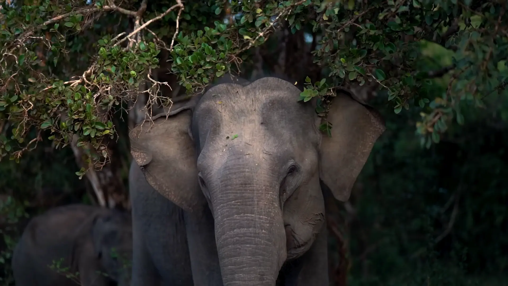 Elephants in Sri Lanka national parks wildlife tour