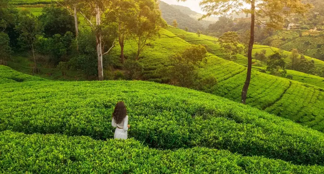 Scenic Sri Lanka tea plantations tour in Nuwara Eliya
